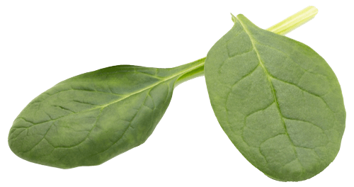 spinach-on-the-isolated-white-WPM8S7F (1)